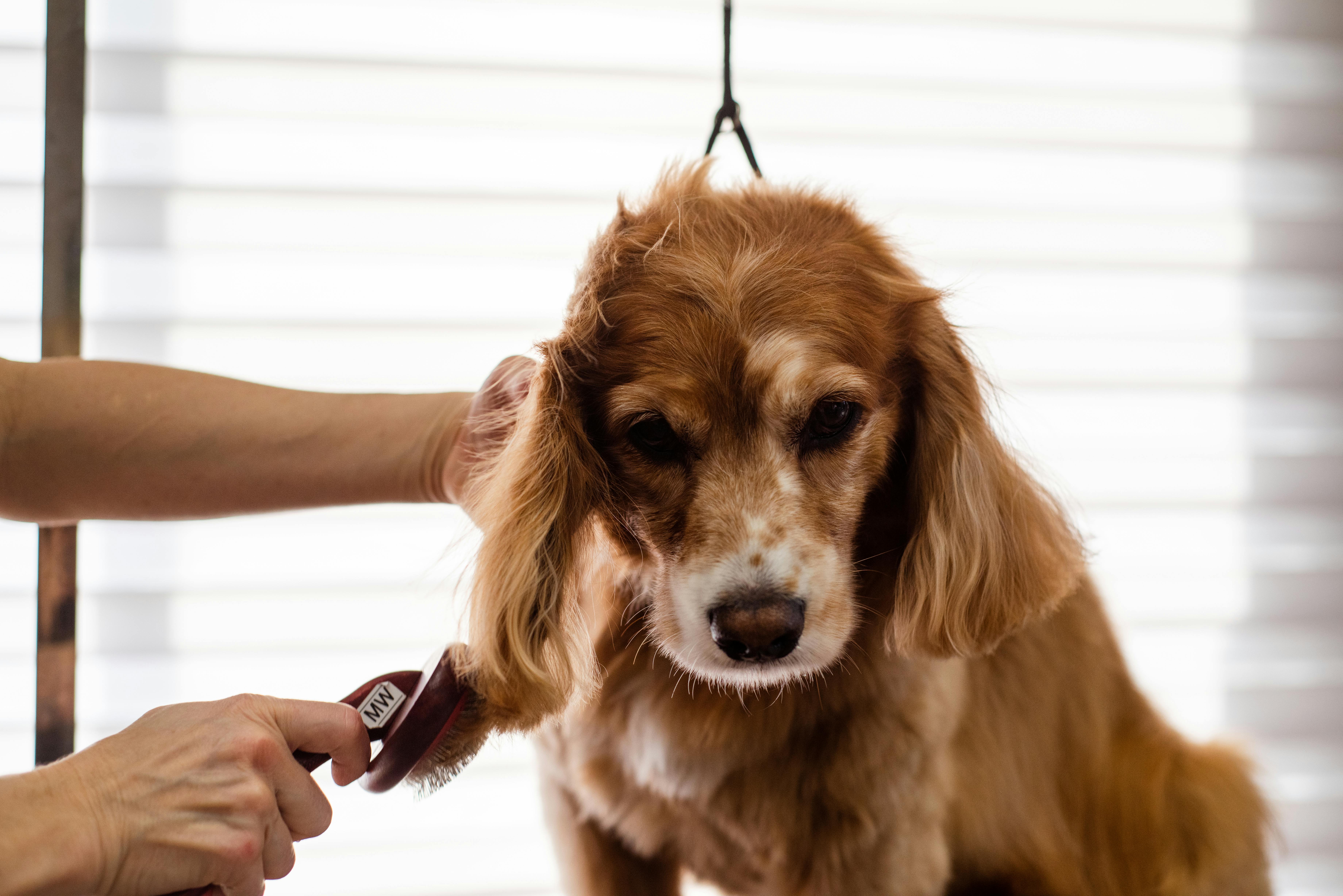 Professional groomer brushing a dog